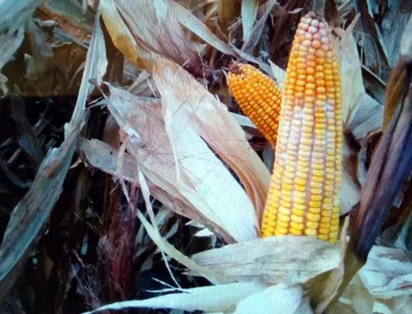 1663897500.jpg 微信圖片_20220923091521.jpg